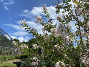 人間関係に悩む今の気持ちに寄り添うような薄いピンク色の百日紅の写真